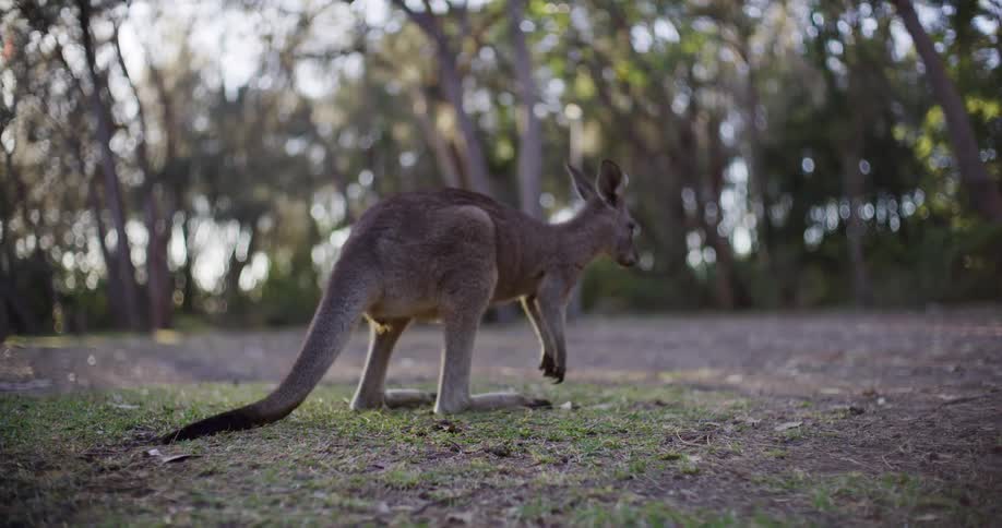 A wild kangaroo looks at the camera before turning and hopping away in slow motion through a sunlit Australian forest