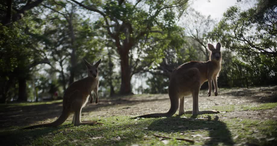 A mother kangaroo and her joey stand alert in a sun-dappled Australian park, looking directly into the camera