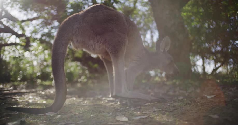 In slow motion, a backlit kangaroo gracefully forages for food in the Australian bush under the bright sun