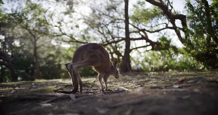 A wild Australian kangaroo stands alert in a sunlit forest before foraging on the ground in slow motion
