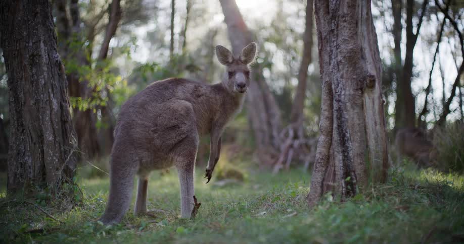 An eastern grey kangaroo stands alert in a sun-dappled forest and turns to look directly at the camera