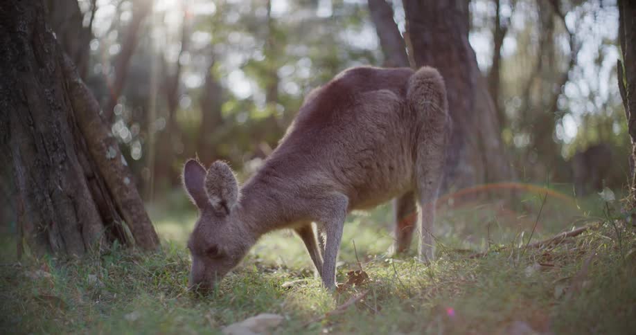 An Eastern Grey Kangaroo grazes peacefully on lush green grass in a sun-drenched Australian forest, with beautiful lens flare creating a magical atmosphere
