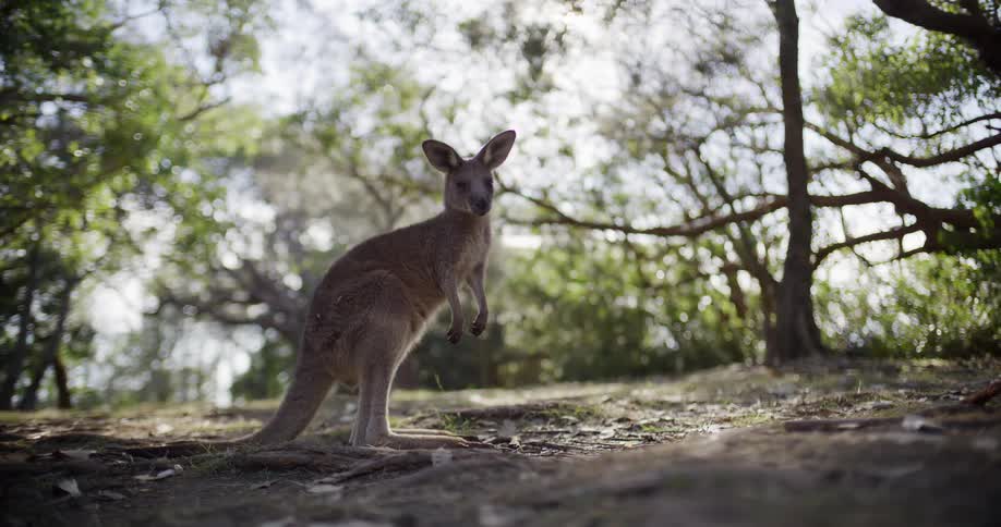 A lone kangaroo stands tall in the shade of trees in the Australian bush