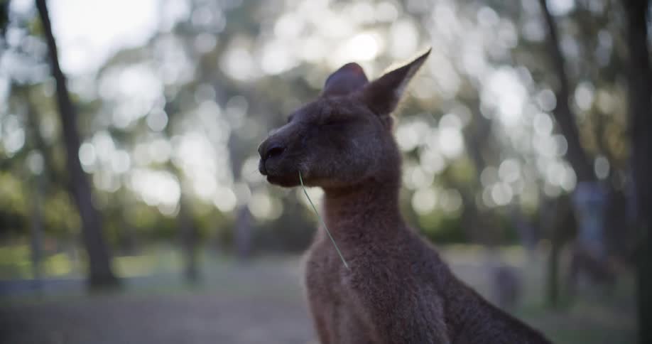 A sleepy kangaroo peacefully chews on a single blade of grass in slow motion with the sun flaring through the trees in the background