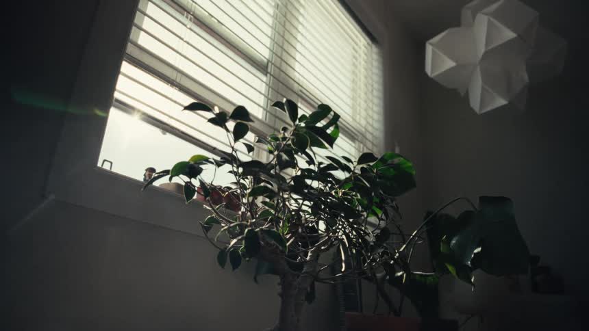 A sunlit bonsai tree sits on a table in front of a window, casting shadows in a dimly lit, quiet room
