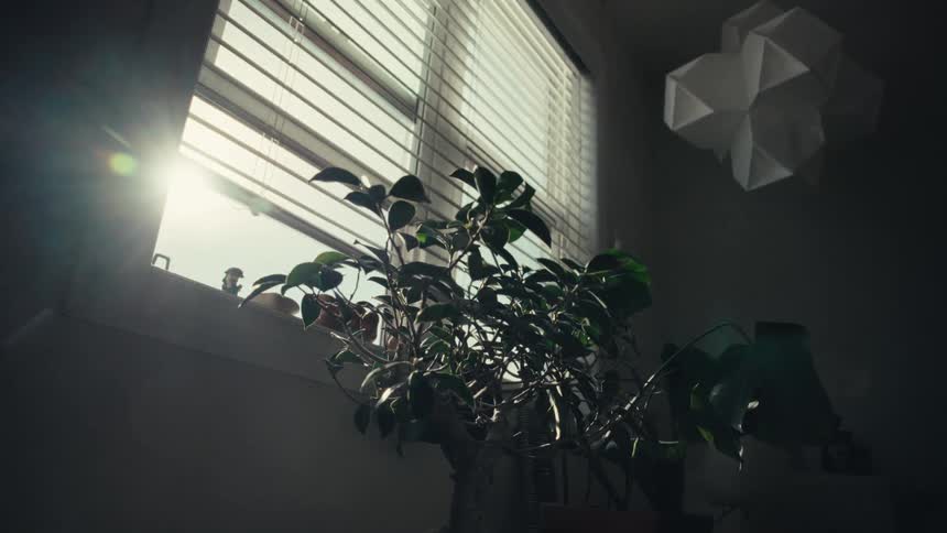 Sunlight streams through the window blinds, backlighting a bonsai plant in a quiet, dark room