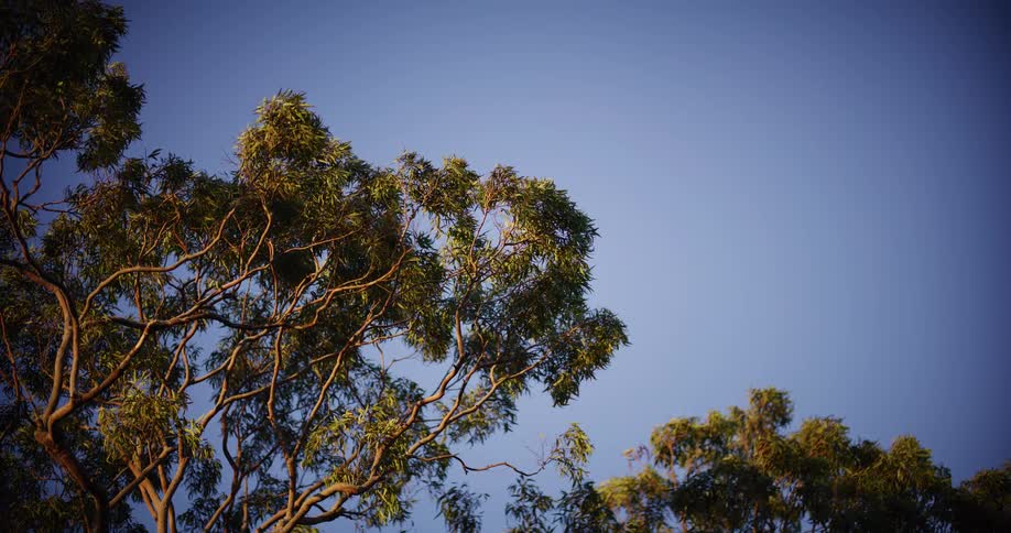 Golden hour sunlight warms the leaves of a eucalyptus tree swaying gently against a clear blue sky