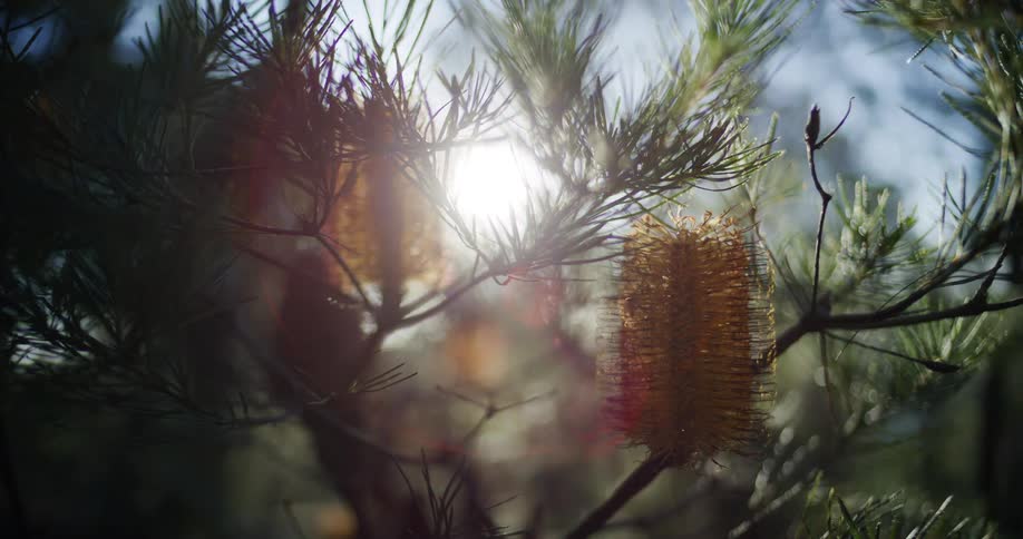 A close up of a Banksia plant as the sun shines through the leaves in the background