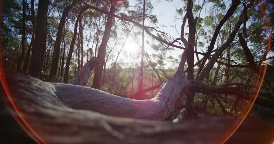 A serene, low-angle shot of a weathered fallen log in a sunlit forest, with a warm flare from the afternoon sun