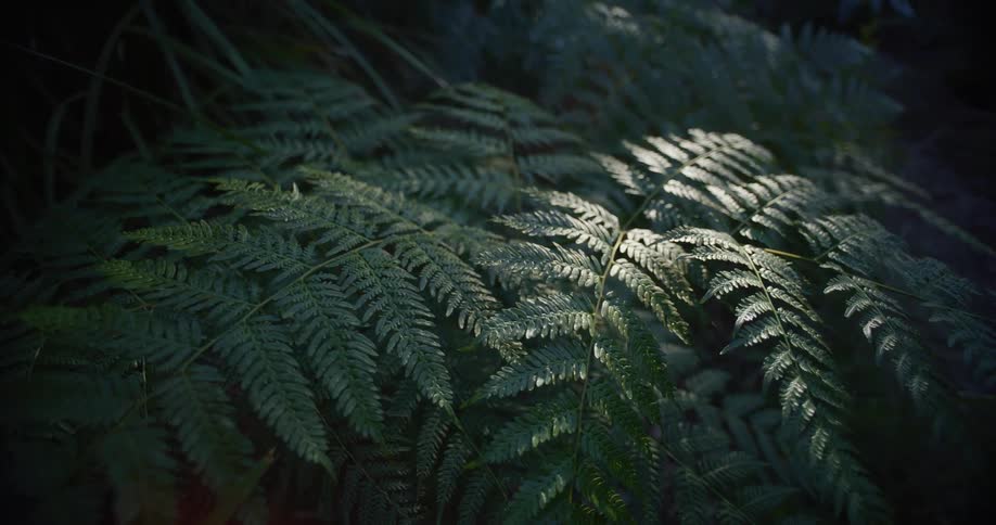 Dappled sunlight illuminates a lush green fern frond in a dark, shadowy forest