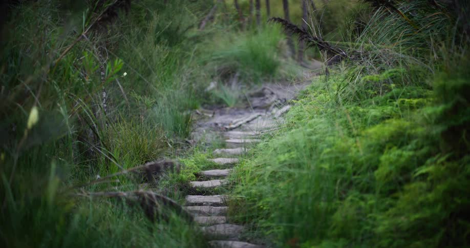 A tranquil footpath of stone pavers winds through a lush, green, and mossy forest floor