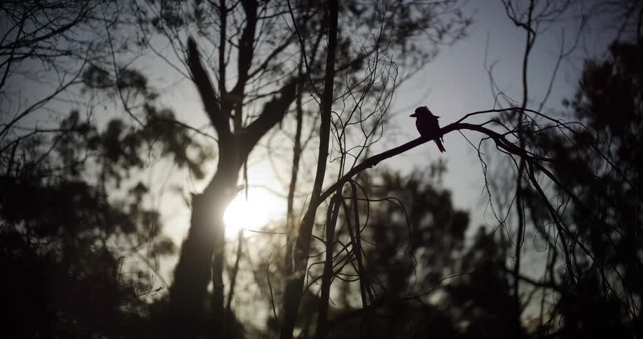 A silhouetted kookaburra rests peacefully on a bare tree branch against the setting sun in the Australian bush