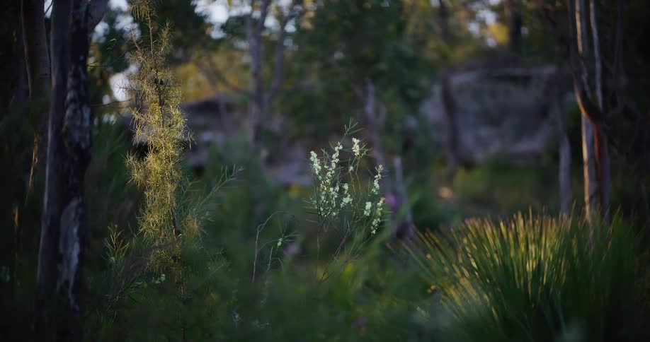 A tranquil close-up of native Australian wildflowers and grasses basking in the warm glow of the golden hour sun
