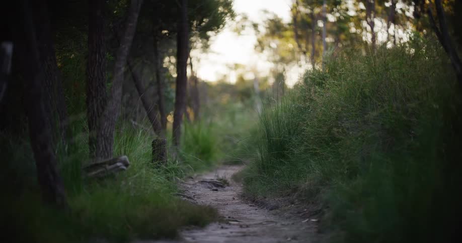 A peaceful, winding dirt trail meanders through a sunlit forest with tall green grass