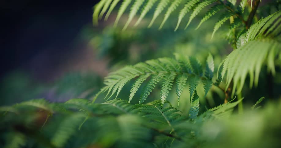 A serene close-up of a fern frond gently illuminated by dappled sunlight in a lush forest
