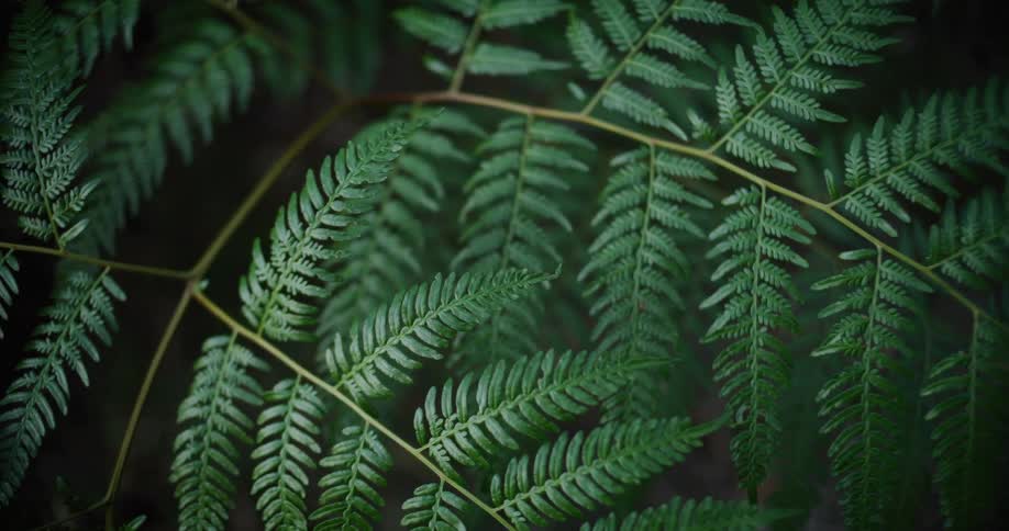 A top-down macro shot of a vibrant green fern frond gently moving against a dark background in the forest