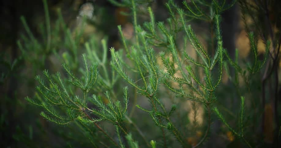 A still close-up of vibrant green pine tree branches in a peaceful, out-of-focus forest