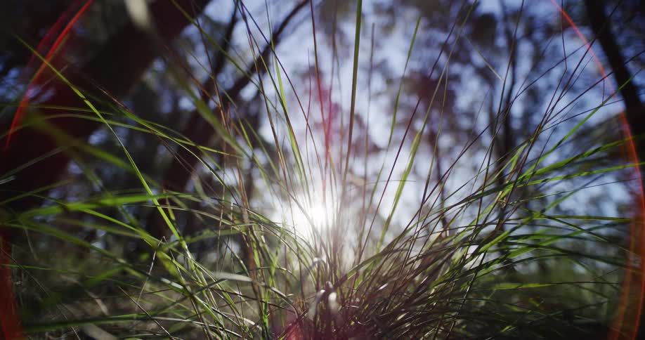 Sunlight filters through blades of grass in a serene forest, casting a warm lens flare from a low-angle perspective