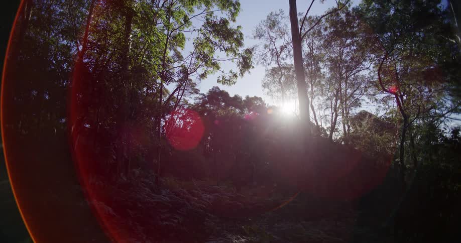 Sunlight streams through the trees in a lush forest, creating a beautiful red lens flare