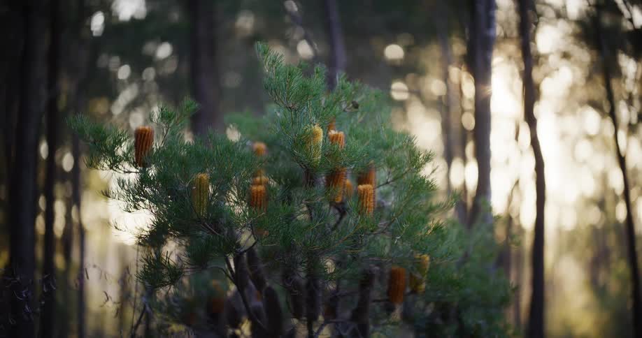 An Australian Banksia bush with vibrant orange flowers is bathed in the warm light of the golden hour in a tranquil forest