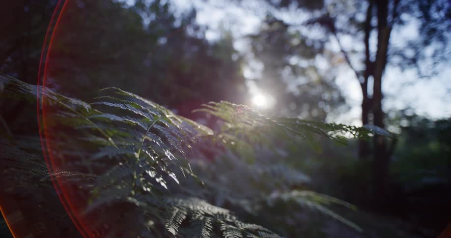 Close-up of a fern leaf in a lush forest with the sun creating a beautiful lens flare through the trees