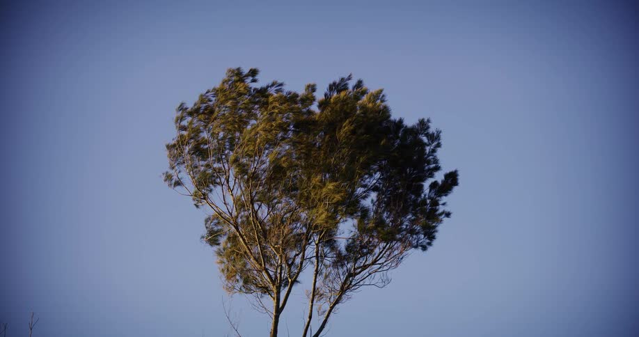 The top of a tree with green leaves sways gently in the strong wind against a clear blue sky