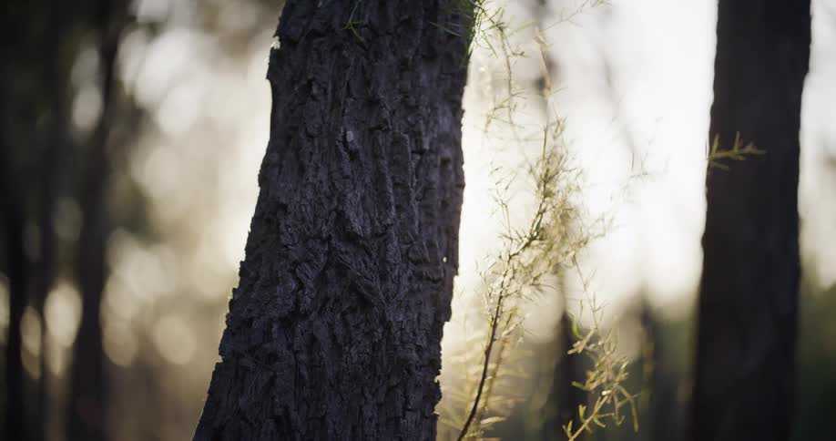Sunlight filters through a serene forest, backlighting a textured tree trunk and delicate foliage during golden hour