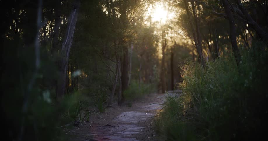 A peaceful forest trail is bathed in the warm, golden glow of the setting sun