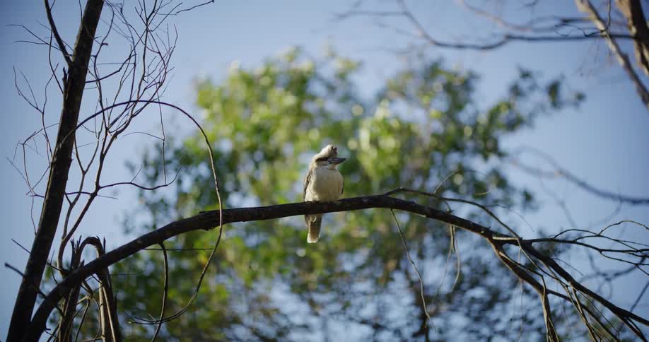 A Laughing Kookaburra perches peacefully on a high tree branch against a sunny blue sky