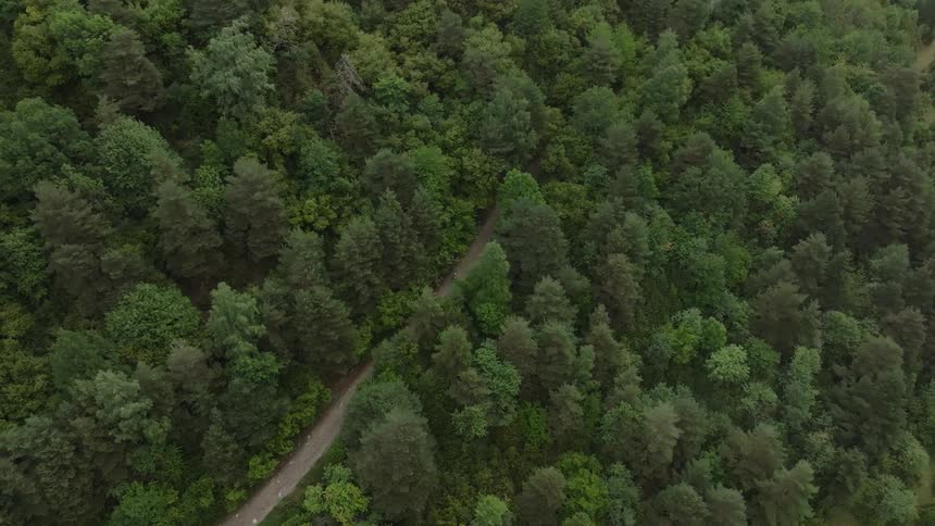 An aerial view shows a lone cyclist riding a mountain bike along a winding dirt path through a dense, lush green forest