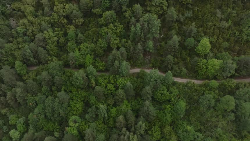 Aerial top-down shot of a cyclist riding on a dirt road that winds through a lush green forest