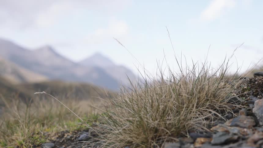 A gentle rack focus shot transitions from a hazy mountain landscape to a close-up of wild grass growing on a rocky slope