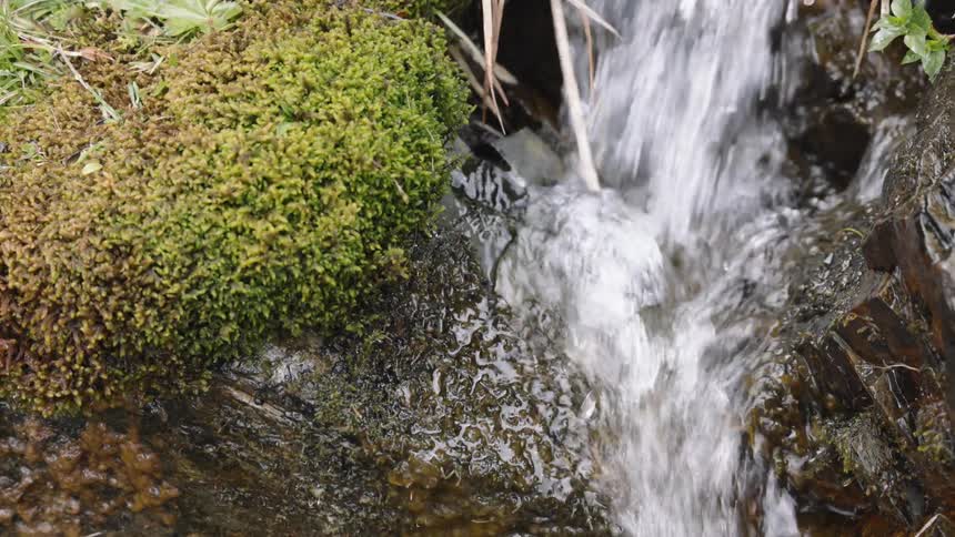 A close-up view of a small, clear mountain stream flowing over dark rocks next to a patch of green moss