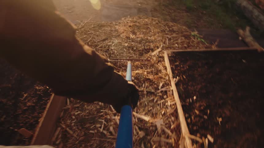First-person perspective of a gardener raking wood chips between raised garden beds in the warm glow of sunset