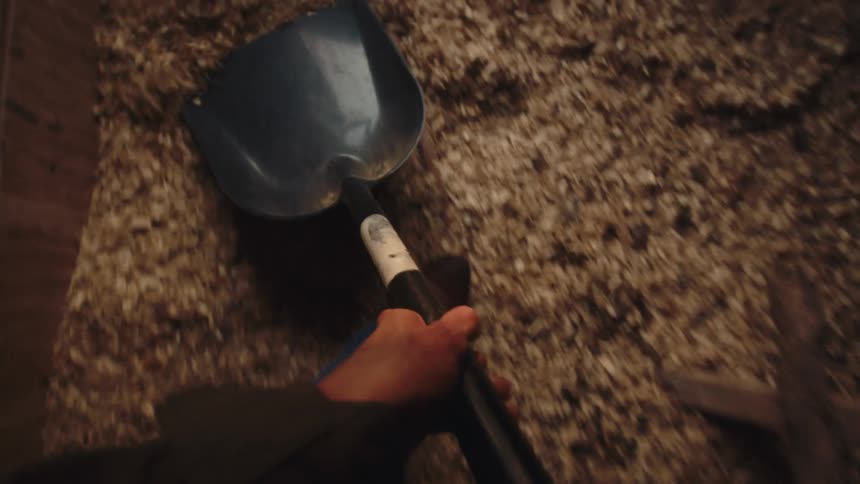 A first-person view of a farmer shoveling fresh wood shavings in a dimly lit barn stall