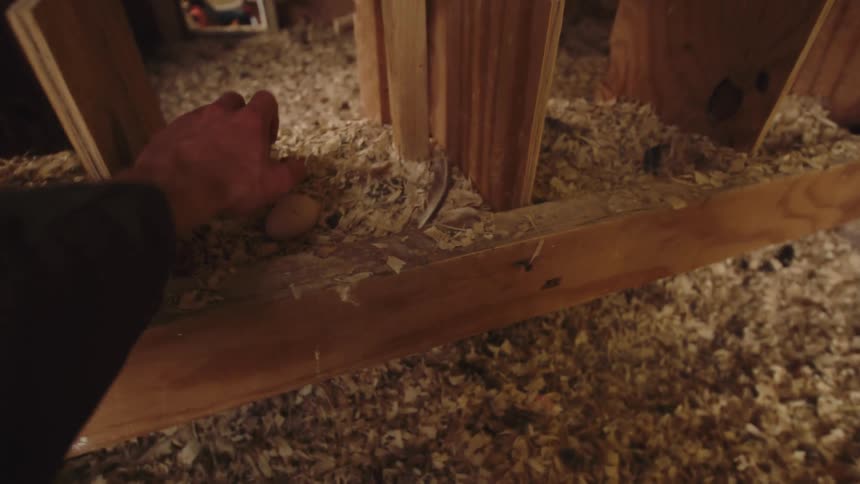 A first-person perspective shot of a farmer collecting a fresh egg from a rustic chicken coop