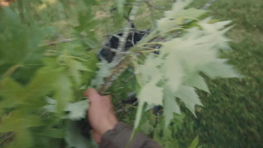 First-person view of a person cleaning up their yard by collecting fallen tree limbs and putting them in a cart