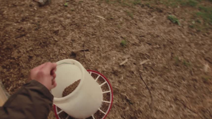 A first-person point of view of a farmer carrying a container of chicken feed out of a chicken coop and into the yard