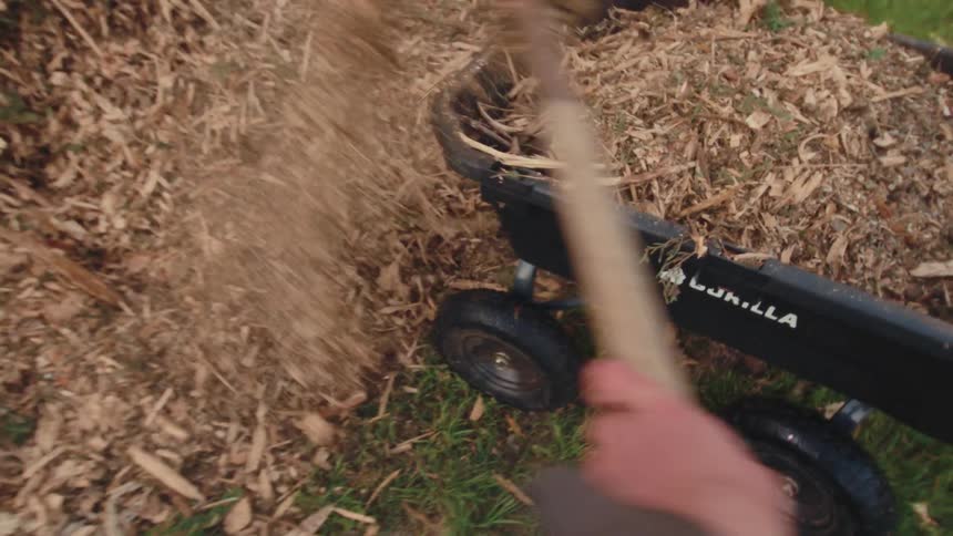 First-person point of view of a gardener using a pitchfork to shovel wood chips from a large pile into a wheelbarrow