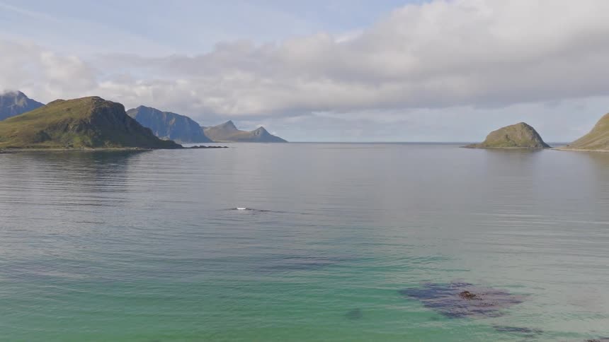 A whale gracefully swims in the crystal-clear turquoise waters of a Norwegian fjord, surrounded by majestic mountains in the Lofoten Islands