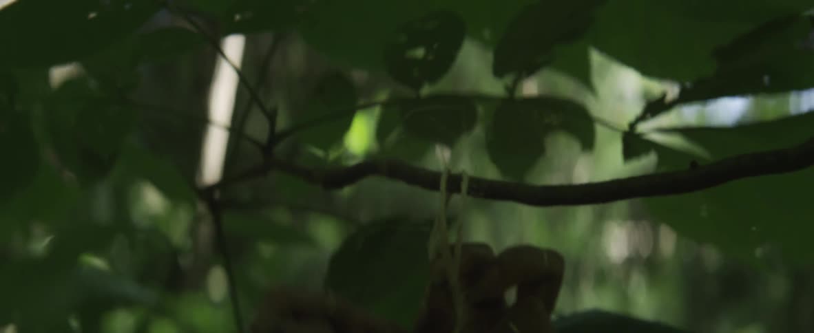 Person tying a string around a branch in the woods
