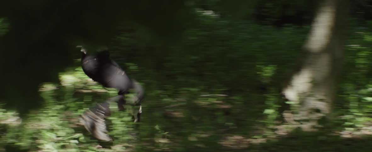 A woman runs in the forest on a sunny day