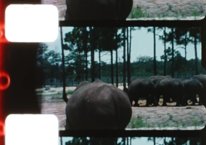 Vintage film captures a day at a safari park with lions, tigers, elephants, rhinos, zebras, and giraffes