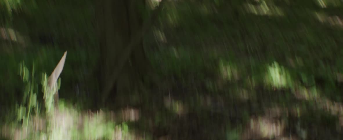 A masked woman is chased in the woods