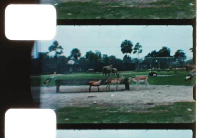 Vintage 8mm footage captures various wild animals like ostriches, lions, and tigers on a drive-through safari park tour