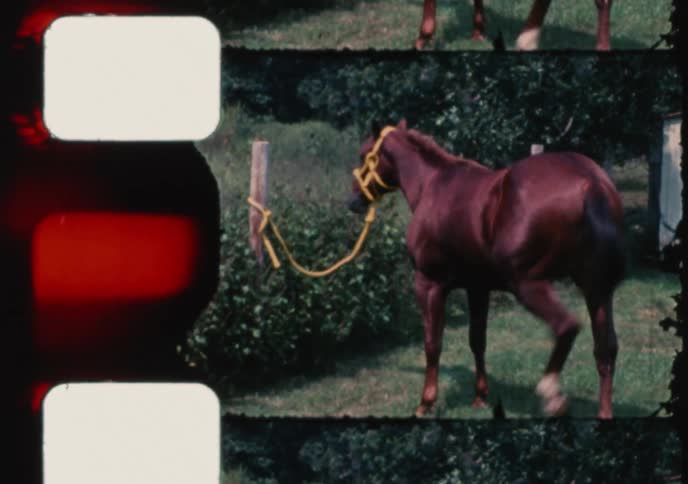 Vintage 8mm film captures a beautiful brown horse tied to a post and grazing in a grassy field