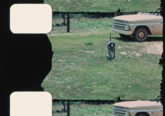 A small scruffy dog and a spotted hound run toward the camera in vintage 8mm home movie footage