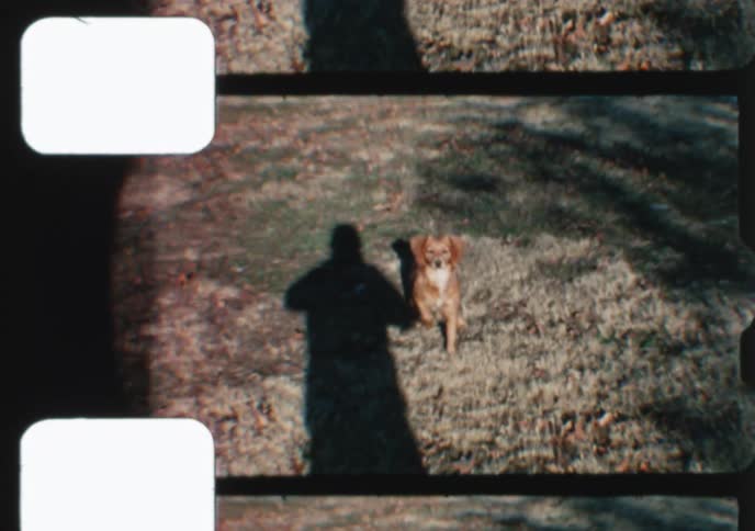 Vintage 8mm home movie footage shows a cute brown dog playing outdoors in a yard
