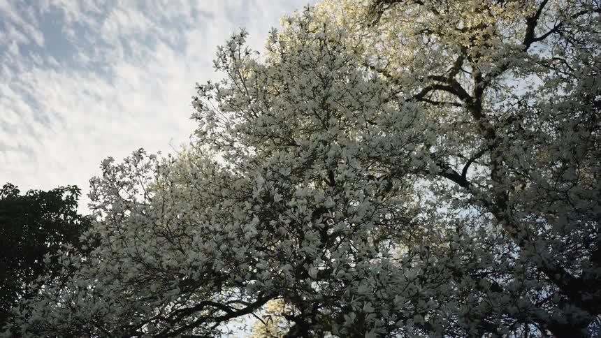 Low angle static shot of a beautiful white blooming magnolia tree against a partly cloudy sky