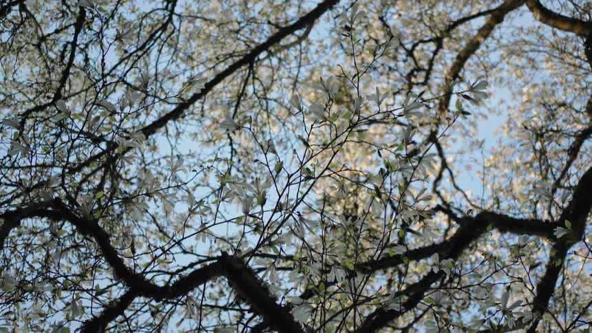A graceful slow pull-back shot looks up through the beautiful white blossoms of a blooming magnolia tree against a clear blue sky